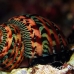 shell_nr_h_0705_png0971.jpg